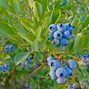 Vaccinium Top Hat, Highbush Blueberry 'Top Hat', Blueberry 'Top Hat', Berries, Blue Berries
