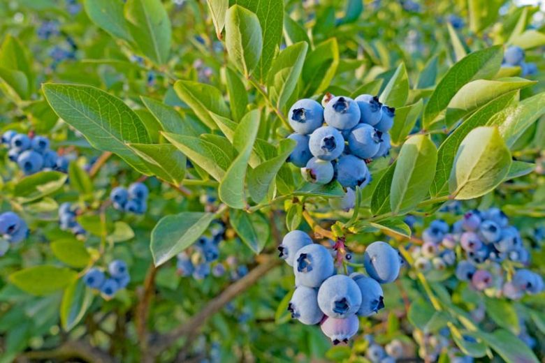 Vaccinium Top Hat, Highbush Blueberry 'Top Hat', Blueberry 'Top Hat', Berries, Blue Berries