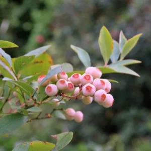 Vaccinium ashei, Rabbiteye Blueberry, Rabbit-Eye Blueberry, Blueberries, Fruiting Shrubs