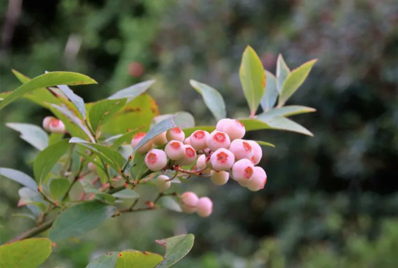 Vaccinium ashei, Rabbiteye Blueberry, Rabbit-Eye Blueberry, Blueberries, Fruiting Shrubs