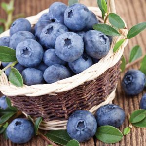 Vaccinium corymbosum 'Northland', Highbush Blueberry 'Northland', Blueberry 'Northland', Half-High Blueberry 'Northland', Berries, Blue Berries