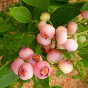 Vaccinium corymbosum Pink Popcorn, Highbush Blueberry 'Pink Popcorn', Blueberry 'Pink Popcorn', Berries, Pink Blueberries