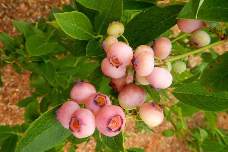 Vaccinium corymbosum Pink Popcorn, Highbush Blueberry 'Pink Popcorn', Blueberry 'Pink Popcorn', Berries, Pink Blueberries