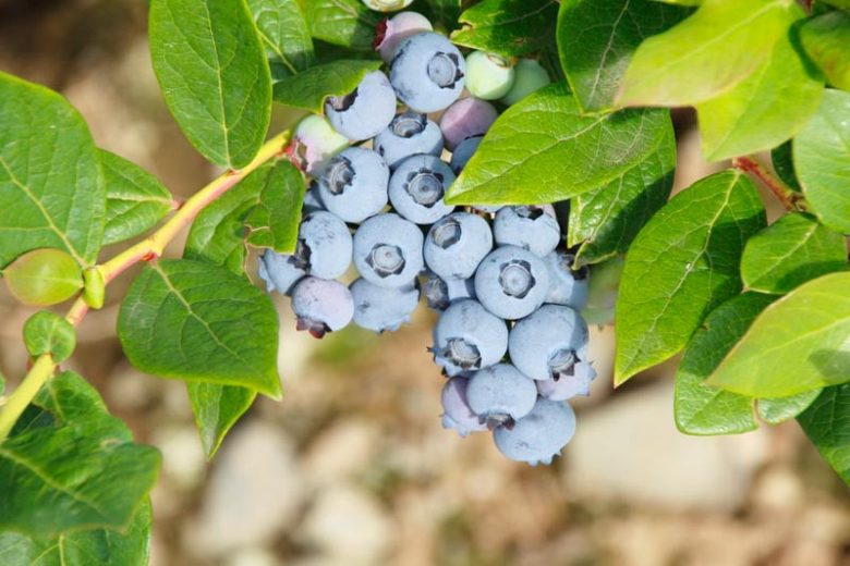 Vaccinium corymbosum Toro, Highbush Blueberry 'Toro', Blueberry 'Toro', Berries, Blue Berries