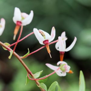 Vaccinium macrocarpon, Cranberry, Fruiting Shrubs, Red Berries, Cranberries,