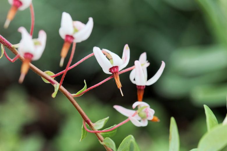 Vaccinium macrocarpon, Cranberry, Fruiting Shrubs, Red Berries, Cranberries,