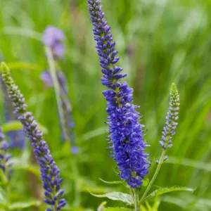 Veronica Longifolia 'Blue Giant',Veronica longifolia 'Foerster's Blue', Veronica longifolia 'Blauriesin', Veronica longifolia 'Blue Giantess', Garden speedwell 'Blauriesin', Long-leaved speedwell 'Blauriesin', Beach speedwell 'Blauriesin'
