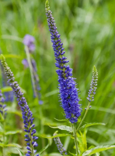 Veronica Longifolia 'Blue Giant',Veronica longifolia 'Foerster's Blue', Veronica longifolia 'Blauriesin', Veronica longifolia 'Blue Giantess', Garden speedwell 'Blauriesin', Long-leaved speedwell 'Blauriesin', Beach speedwell 'Blauriesin'