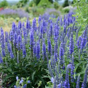 Veronica 'Sunny Border Blue', Speedwell 'Sunny Border Blue', Blue Flowers, Blue flower spikes, Violet Flowers, Violet flower spikes