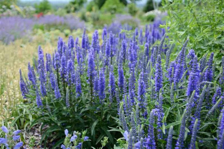 Veronica 'Sunny Border Blue', Speedwell 'Sunny Border Blue', Blue Flowers, Blue flower spikes, Violet Flowers, Violet flower spikes