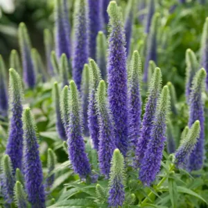 Veronica 'Sunny Border Blue', Speedwell 'Sunny Border Blue', Blue Flowers, Blue flower spikes, Violet Flowers, Violet flower spikes