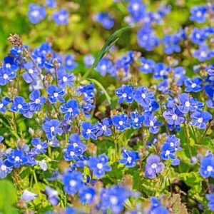 Veronica Umbrosa 'Georgia Blue',  Veronica Peduncularis 'Georgia Blue', Speedwell 'Georgia Blue', Blue Speedwell, Veronica 'Georgia Blue'