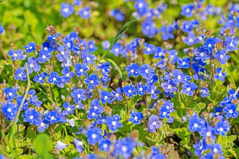 Veronica Umbrosa 'Georgia Blue',  Veronica Peduncularis 'Georgia Blue', Speedwell 'Georgia Blue', Blue Speedwell, Veronica 'Georgia Blue'