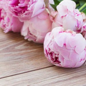 Bloom Peonies season, Early Peonies, Midseason Peonies, Late Peonies, Peonies Bloom Times