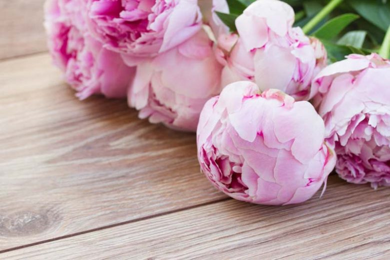 Bloom Peonies season, Early Peonies, Midseason Peonies, Late Peonies, Peonies Bloom Times