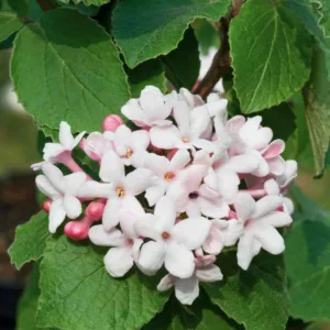 Viburnum Carlesii 'Aurora',Korean Spice Viburnum 'Aurora', KoreanSpice Viburnum 'Aurora', Arrowwood 'Aurora', Fragrant Shrub, Shrub with fall color, fall color, shrub with berries