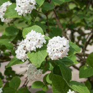 Viburnum Carlesii 'Compactum',Korean Spice Viburnum 'Compactum', KoreanSpice Viburnum 'Compactum', Arrowwood 'Compactum', Fragrant Shrub, Shrub with fall color, fall color, shrub with berries
