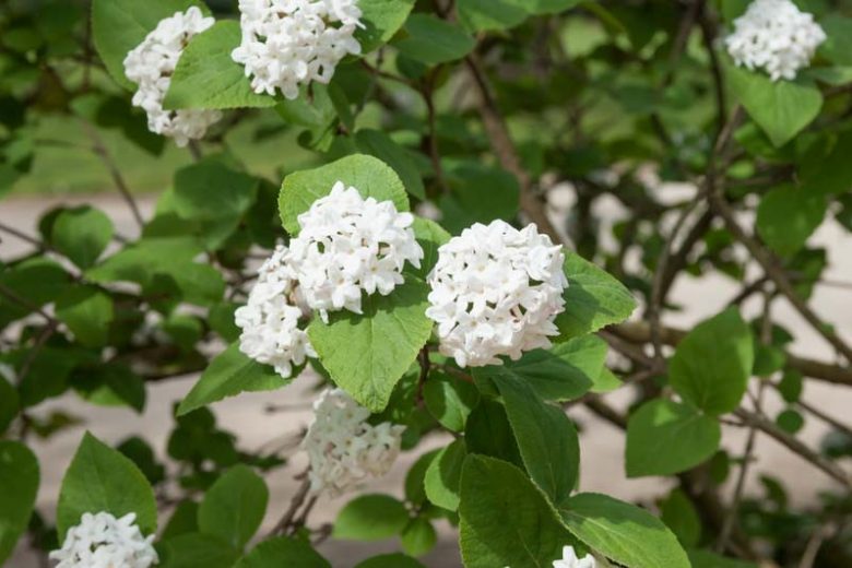 Viburnum Carlesii 'Compactum',Korean Spice Viburnum 'Compactum', KoreanSpice Viburnum 'Compactum', Arrowwood 'Compactum', Fragrant Shrub, Shrub with fall color, fall color, shrub with berries