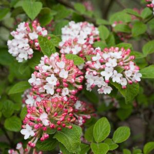 Viburnum Carlesii 'Diana',Korean Spice Viburnum 'Diana', KoreanSpice Viburnum 'Diana', Arrowwood 'Diana', Fragrant Shrub, Shrub with fall color, fall color, shrub with berries
