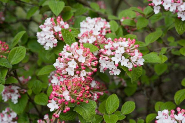 Viburnum Carlesii 'Diana',Korean Spice Viburnum 'Diana', KoreanSpice Viburnum 'Diana', Arrowwood 'Diana', Fragrant Shrub, Shrub with fall color, fall color, shrub with berries