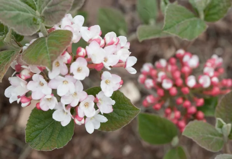 Viburnum Carlesii Spice Girl®,Korean Spice Viburnum Spice Girl®, KoreanSpice Viburnum Spice Girl®, Arrowwood Spice Girl®, Fragrant Shrub, Shrub with fall color, fall color, shrub with berries, White Flowers, Red berries