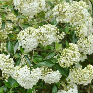 Viburnum 'Eskimo', Eskimo Viburnum, Evergreen Shrub, Fragrant Shrub, Shrub with fall color, White flowers, Red berries