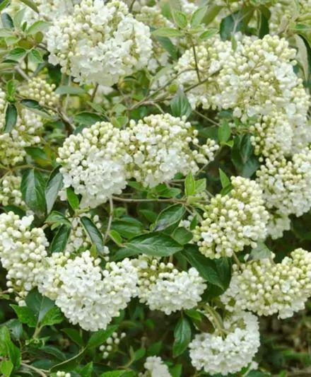 Viburnum 'Eskimo', Eskimo Viburnum, Evergreen Shrub, Fragrant Shrub, Shrub with fall color, White flowers, Red berries
