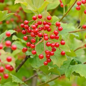 Viburnum Opulus,European Cranberrybush,Guelder Rose, Water Elder, Cramp Bark, Snowball Tree, European Cranberry Bush  European Cranberry Tree, Marsh Alder, Ople Tree, Red Elder, Rose Elder, Shrub with fall color, fall color, shrub with berries