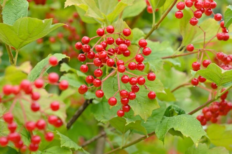 Viburnum Opulus,European Cranberrybush,Guelder Rose, Water Elder, Cramp Bark, Snowball Tree, European Cranberry Bush  European Cranberry Tree, Marsh Alder, Ople Tree, Red Elder, Rose Elder, Shrub with fall color, fall color, shrub with berries
