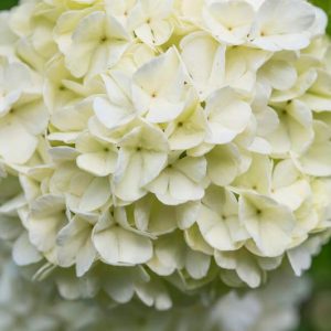 Viburnum Opulus Roseum,European Cranberrybush 'Roseum',Guelder Rose 'Roseum', Viburnum opulus 'Sterile', Water Elder 'Roseum', Cramp Bark 'Roseum', Snowball Tree 'Roseum', European Cranberry Bush 'Roseum', Shrub with fall color, fall color, white flowers
