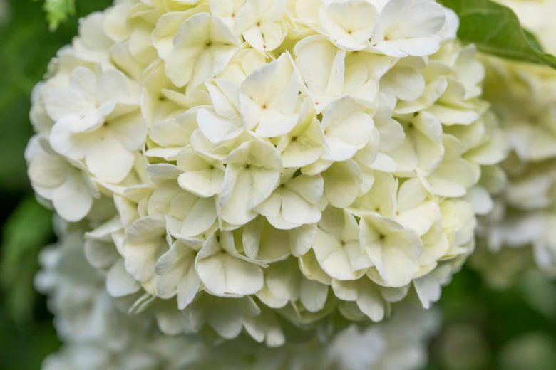 Viburnum Opulus Roseum,European Cranberrybush 'Roseum',Guelder Rose 'Roseum', Viburnum opulus 'Sterile', Water Elder 'Roseum', Cramp Bark 'Roseum', Snowball Tree 'Roseum', European Cranberry Bush 'Roseum', Shrub with fall color, fall color, white flowers