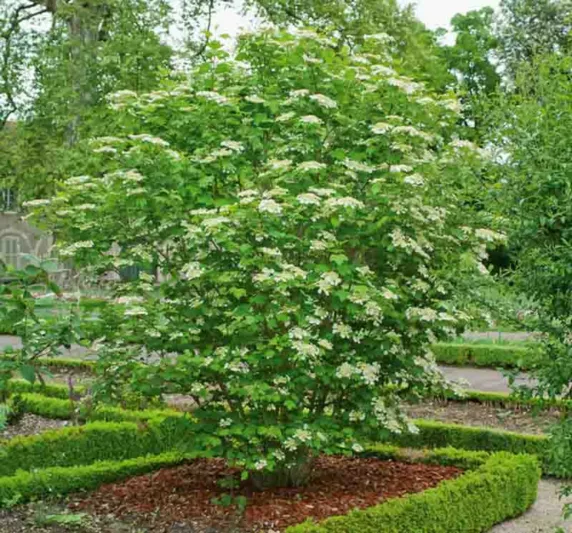 Viburnum Opulus Xanthocarpum,European Cranberrybush 'Xanthocarpum',Guelder Rose 'Xanthocarpum', Water Elder 'Xanthocarpum', Cramp Bark 'Xanthocarpum', Snowball Tree 'Xanthocarpum', Shrub with fall color, fall color, shrub with berries, white flowers, fragrant shrubs