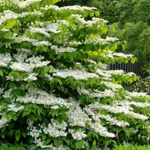 Viburnum Plicatum f. Tomentosum 'Shasta', Japanese snowball 'Shasta', Doublefile Viburnum 'Shasta', Double File Viburnum 'Shasta', White flowers