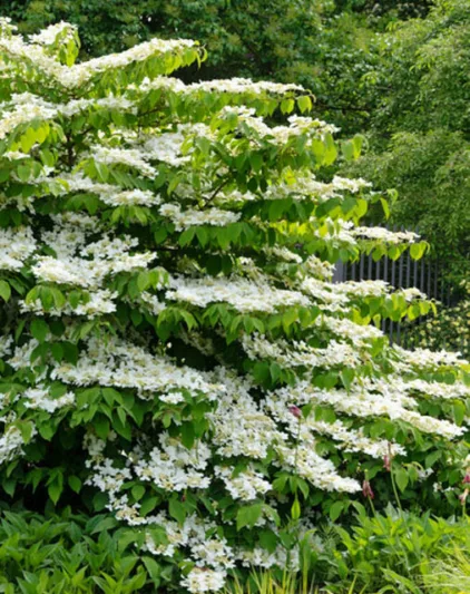 Viburnum Plicatum f. Tomentosum 'Shasta', Japanese snowball 'Shasta', Doublefile Viburnum 'Shasta', Double File Viburnum 'Shasta', White flowers