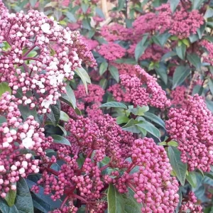 Viburnum Tinus, Laurustinus, Evergreen Shrub, shrub with berries, white flowers, flowering shrub, blue berries, fragrant shrubs