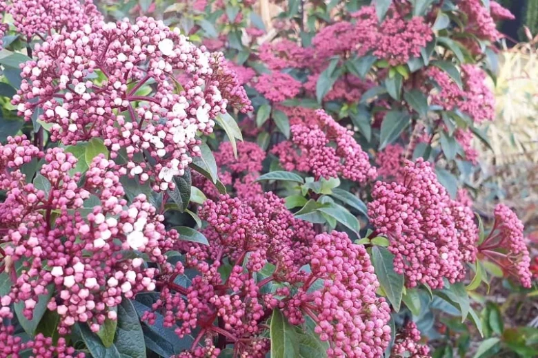 Viburnum Tinus, Laurustinus, Evergreen Shrub, shrub with berries, white flowers, flowering shrub, blue berries, fragrant shrubs