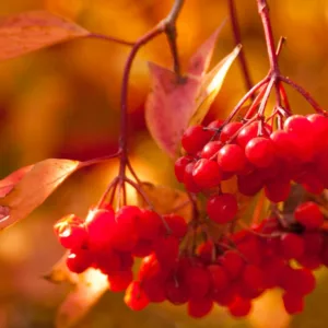 Viburnum Trilobum 'Redwing',American Cranberrybush 'Redwing', Vuburnum trilobum 'J. M. Select' Redwing, 'Redwing' American Cranberrybush, Shrub with fall color, fall color, shrub with berries
