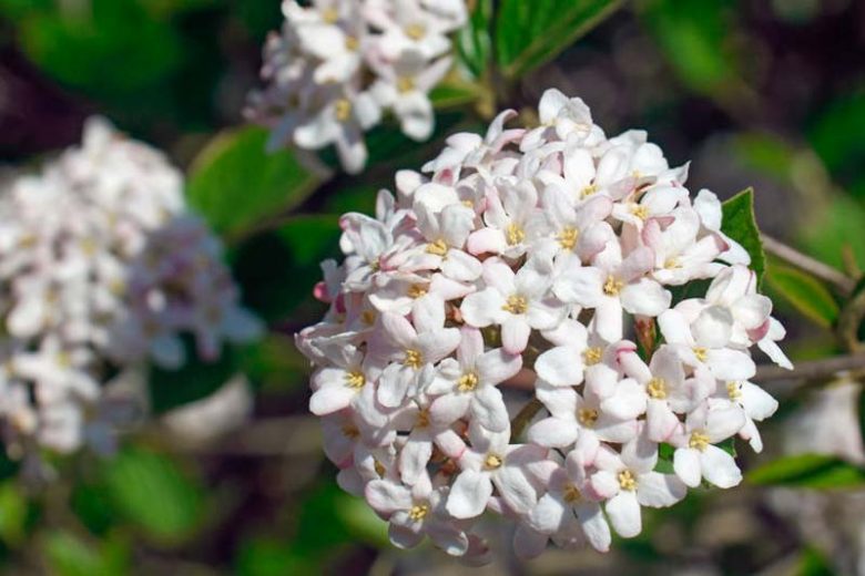 Viburnum × burkwoodii Mohawk,Burkwood Viburnum Mohawk, Fragrant Shrub, Shrub with fall color, fall color, shrub with berries, White flowers, Red berries