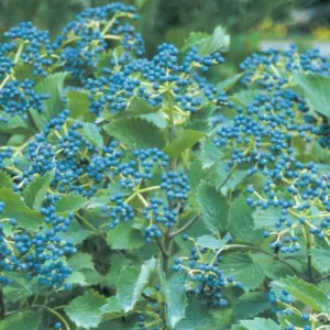 Viburnum dentatum Blue Muffin®, Arrowwood Viburnum Blue Muffin®, American Arrow Wood Blue Muffin®, Arrow Wood Blue Muffin®, Southern Arrow Wood Blue Muffin®, Viburnum dentatum 'Christom', Blue Berries, Shrub with fall color, fall color, shrub with berries