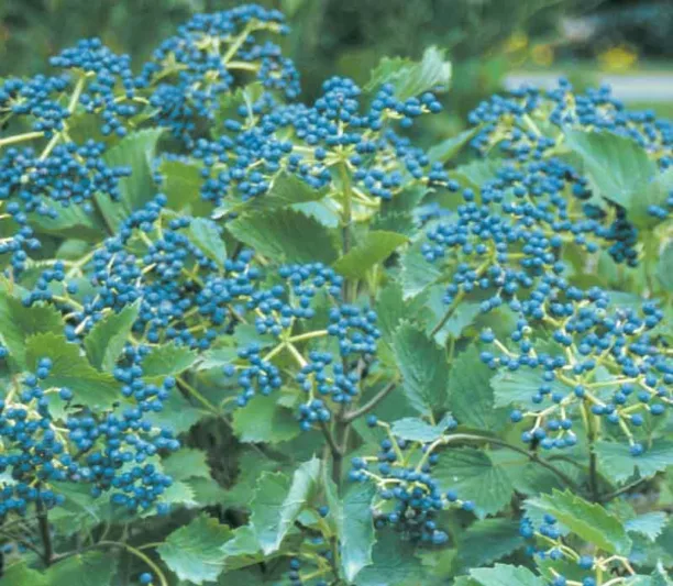Viburnum dentatum Blue Muffin®, Arrowwood Viburnum Blue Muffin®, American Arrow Wood Blue Muffin®, Arrow Wood Blue Muffin®, Southern Arrow Wood Blue Muffin®, Viburnum dentatum 'Christom', Blue Berries, Shrub with fall color, fall color, shrub with berries