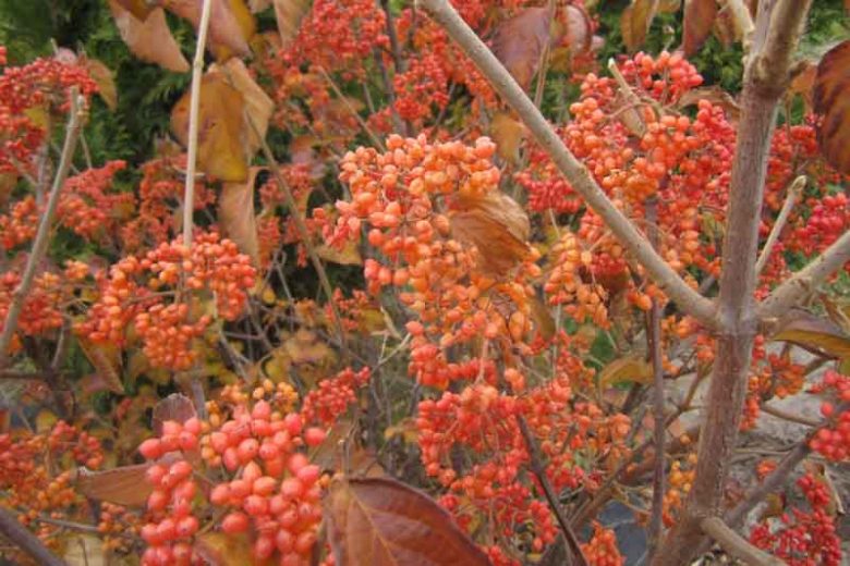 Viburnum dilatatum Tandoori Orange®,Linden Viburnum Tandoori Orange®, Viburnum dilatatum 'SMNVDMDO', Orange berries, Shrub with fall color, fall color, shrub with berries