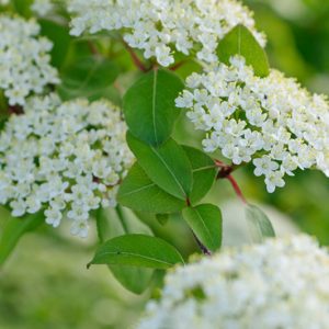 Viburnum prunifolium,Blackhaw, Smooth Blackhaw, Blackhaw Viburnum, Smooth Blackhaw Viburnum, Stagbush, Viburnum bushii, Fragrant Shrub, Shrub with fall color, fall color, shrub with berries