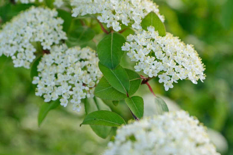 Viburnum prunifolium,Blackhaw, Smooth Blackhaw, Blackhaw Viburnum, Smooth Blackhaw Viburnum, Stagbush, Viburnum bushii, Fragrant Shrub, Shrub with fall color, fall color, shrub with berries