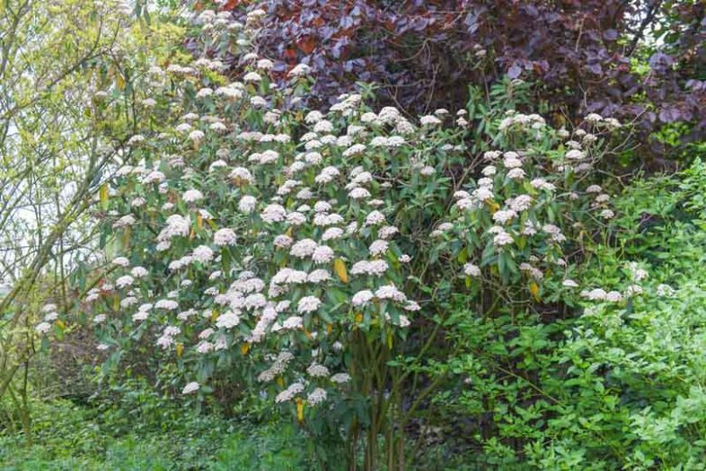Viburnum rhytidophyllum,Wrinkled Viburnum, Leatherleaf Viburnum, Evergreen Shrub, shrub with berries, White flowers, Red berries