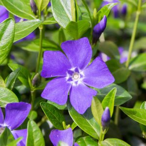 Vinca minor 'Bowles's Variety', Periwinkle 'Bowles's Variety', Lesser Periwinkle 'Bowles's Variety', Dwarf Periwinkle 'Bowles's Variety', Creeping Myrtle 'Bowles's Variety', Vinca minor 'Bowles's Blue', Vinca minor 'La Grave', Evergreen perennial, evergreen groundcover, Shade perennials, Plants for shade, Blue Vinca, Blue