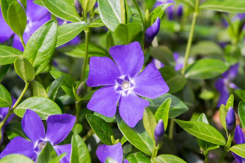 Vinca minor 'Bowles's Variety', Periwinkle 'Bowles's Variety', Lesser Periwinkle 'Bowles's Variety', Dwarf Periwinkle 'Bowles's Variety', Creeping Myrtle 'Bowles's Variety', Vinca minor 'Bowles's Blue', Vinca minor 'La Grave', Evergreen perennial, evergreen groundcover, Shade perennials, Plants for shade, Blue Vinca, Blue