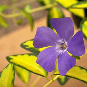 Vinca minor 'Illumination', Periwinkle 'Illumination', Lesser Periwinkle 'Illumination', Dwarf Periwinkle 'Illumination', Creeping Myrtle 'Illumination', Variegated Vinca, Variegated periwinkle, Evergreen perennial, evergreen groundcover, Shade perennials, Plants for shade, Variegated Vinca