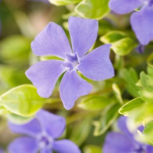 Vinca minor 'Ralph Shugert', Periwinkle 'Ralph Shugert', Lesser Periwinkle 'Ralph Shugert', Dwarf Periwinkle 'Ralph Shugert', Creeping Myrtle 'Ralph Shugert', Evergreen perennial, evergreen groundcover, Shade perennials, Plants for shade, Blue Vinca, Blue Flowers