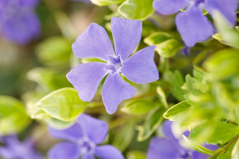 Vinca minor 'Ralph Shugert', Periwinkle 'Ralph Shugert', Lesser Periwinkle 'Ralph Shugert', Dwarf Periwinkle 'Ralph Shugert', Creeping Myrtle 'Ralph Shugert', Evergreen perennial, evergreen groundcover, Shade perennials, Plants for shade, Blue Vinca, Blue Flowers