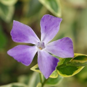 Vinca major 'Variegata', Periwinkle 'Variegata', Greater Periwinkle 'Variegata', Vinca major 'Elegantissima', Evergreen perennial, evergreen groundcover, Variegated vinca, variegated periwinkle, Shade perennials, Plants for shade, Blue Vinca, Blue